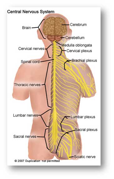 Central Nervous System
