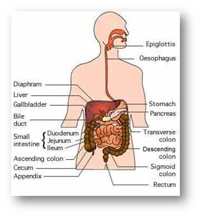 diagram of digestive system