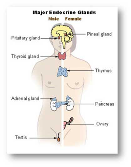 Endocrine System