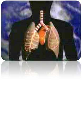Lungs