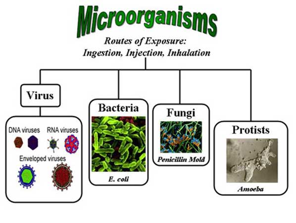 Microorganisms