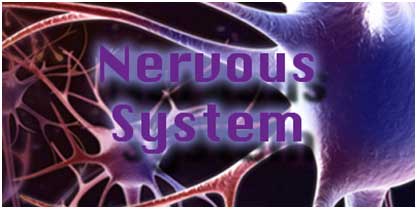 Nervous System