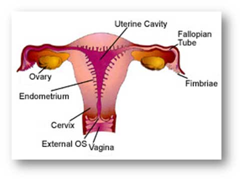 Reproductive System