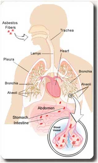 Respiratory system
