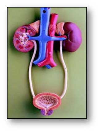 Urinary Tract