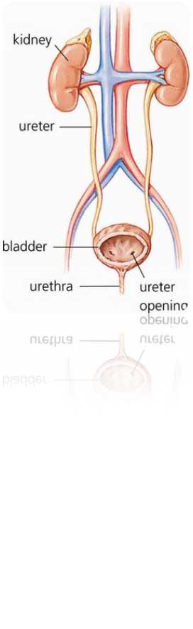 Urinary System Names